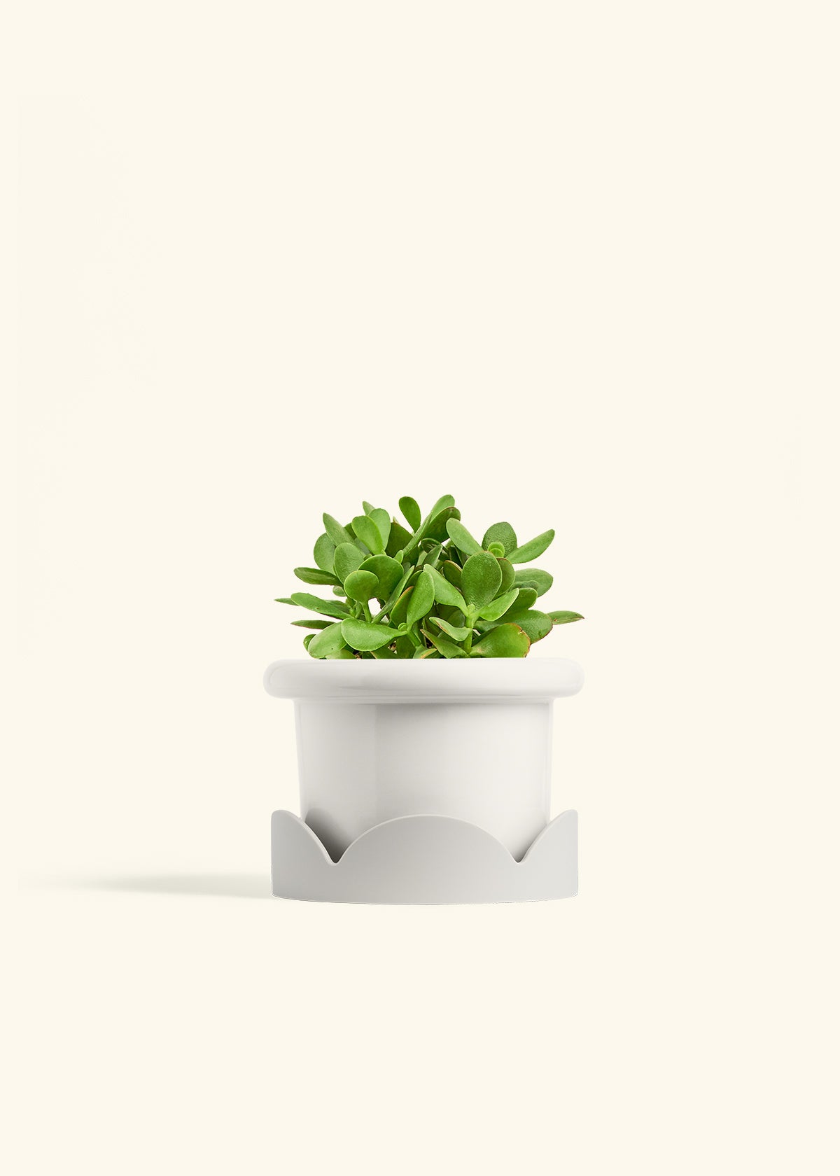 Jade Plant in a 6 inches Fat Lip White Planter in a Oat Petal Drip Tray