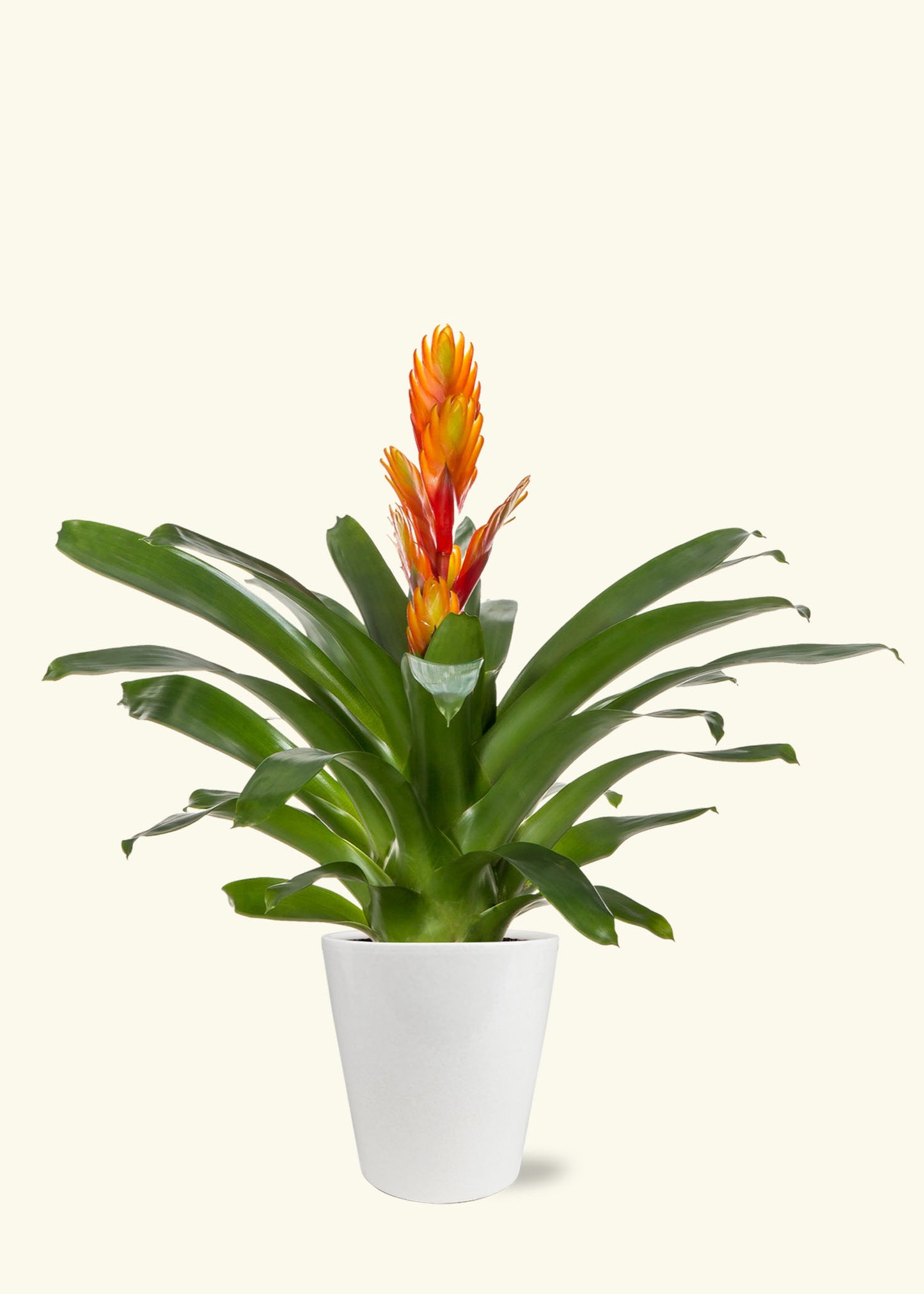 Small Orange Bromeliad in a white quinn ceramic grow pot.