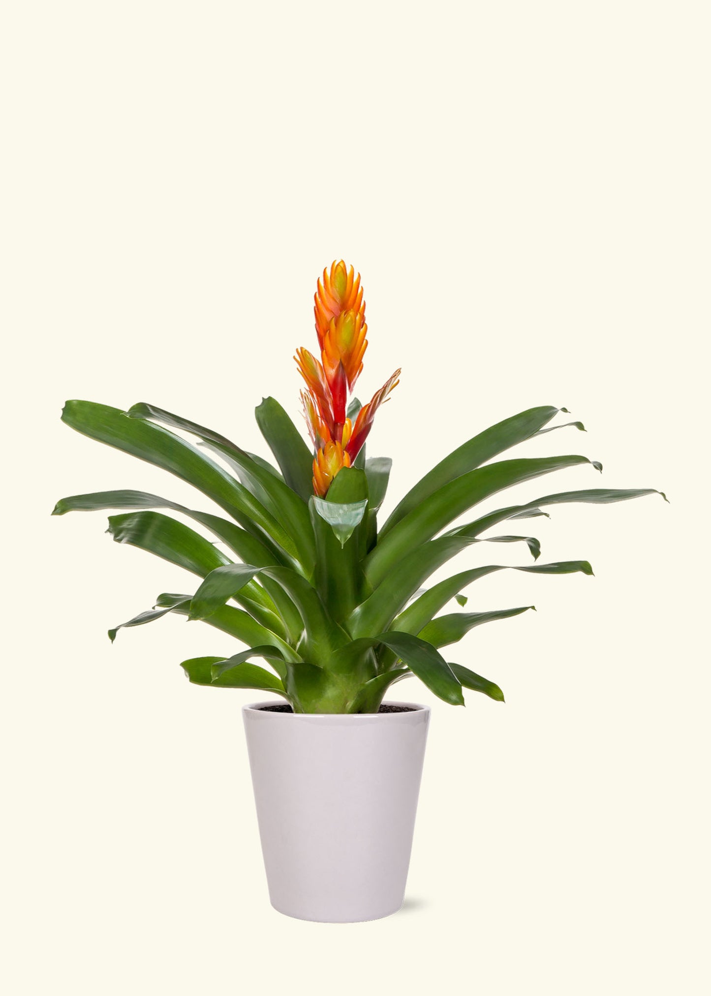 Small Orange Bromeliad in a grey quinn ceramic grow pot.