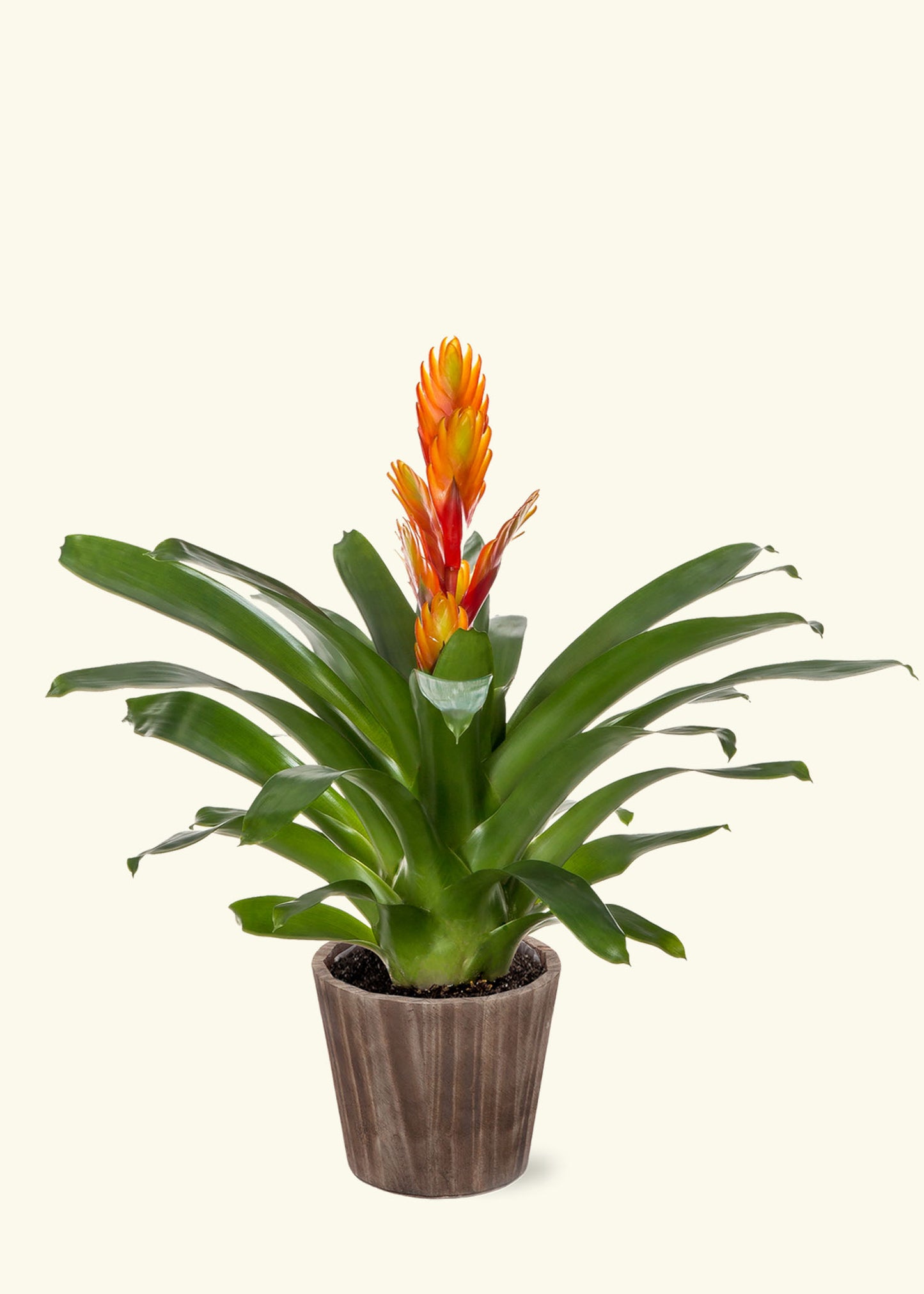 Small Orange Bromeliad in a brown wilson wood grow pot.