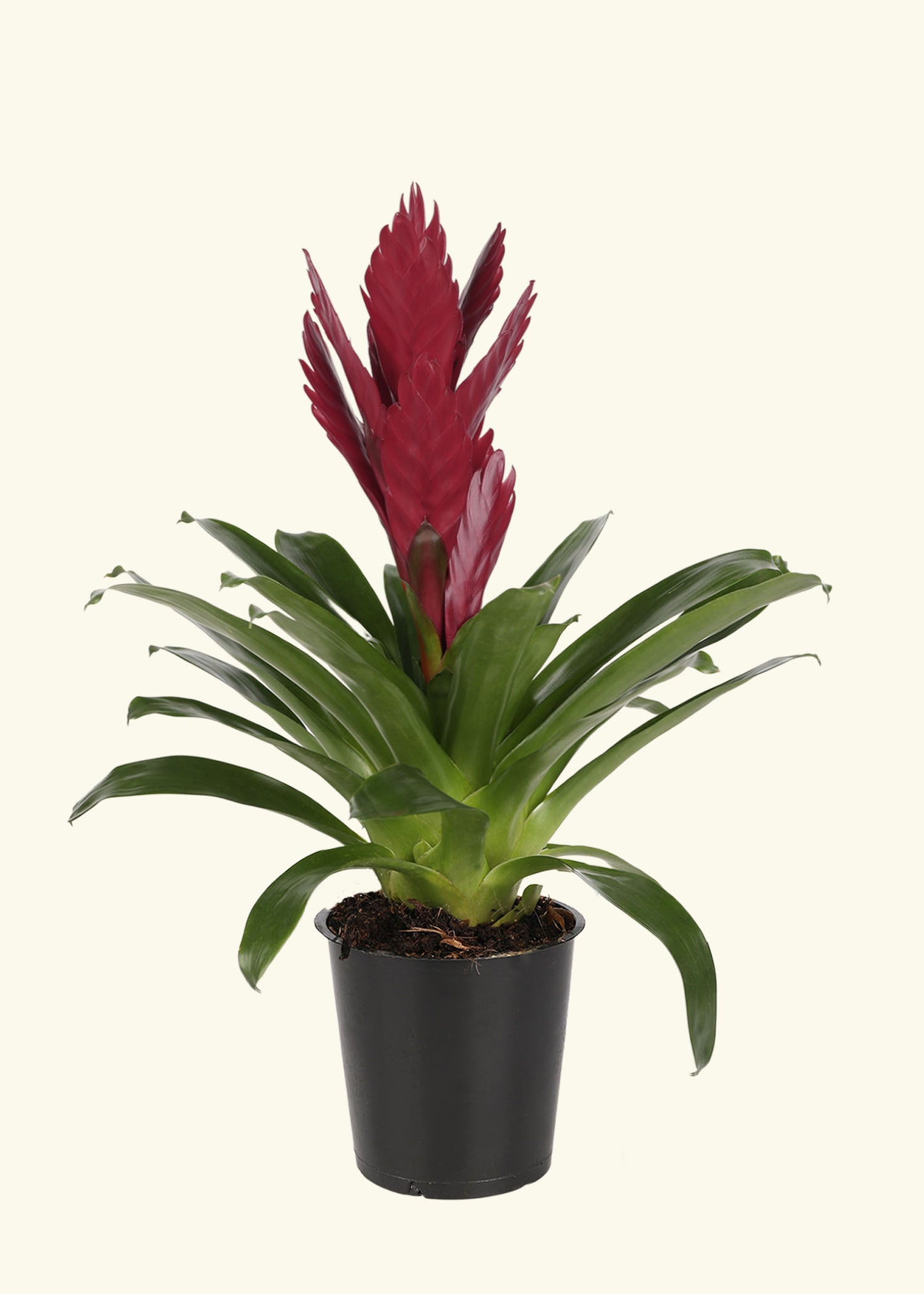 Small Burgundy Bromeliad in a grow pot.