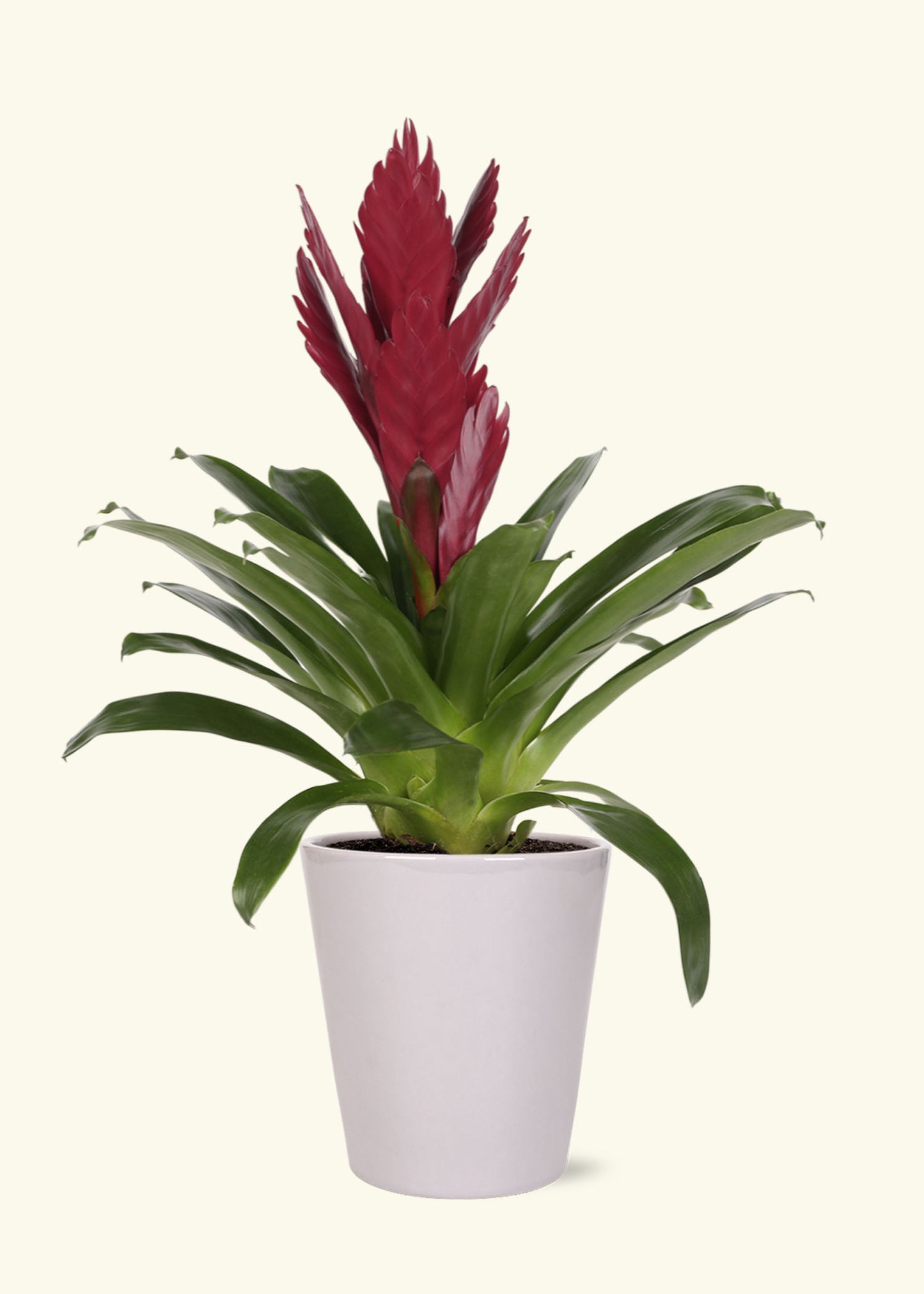 Small Burgundy Bromeliad in a grey quinn ceramic grow pot.