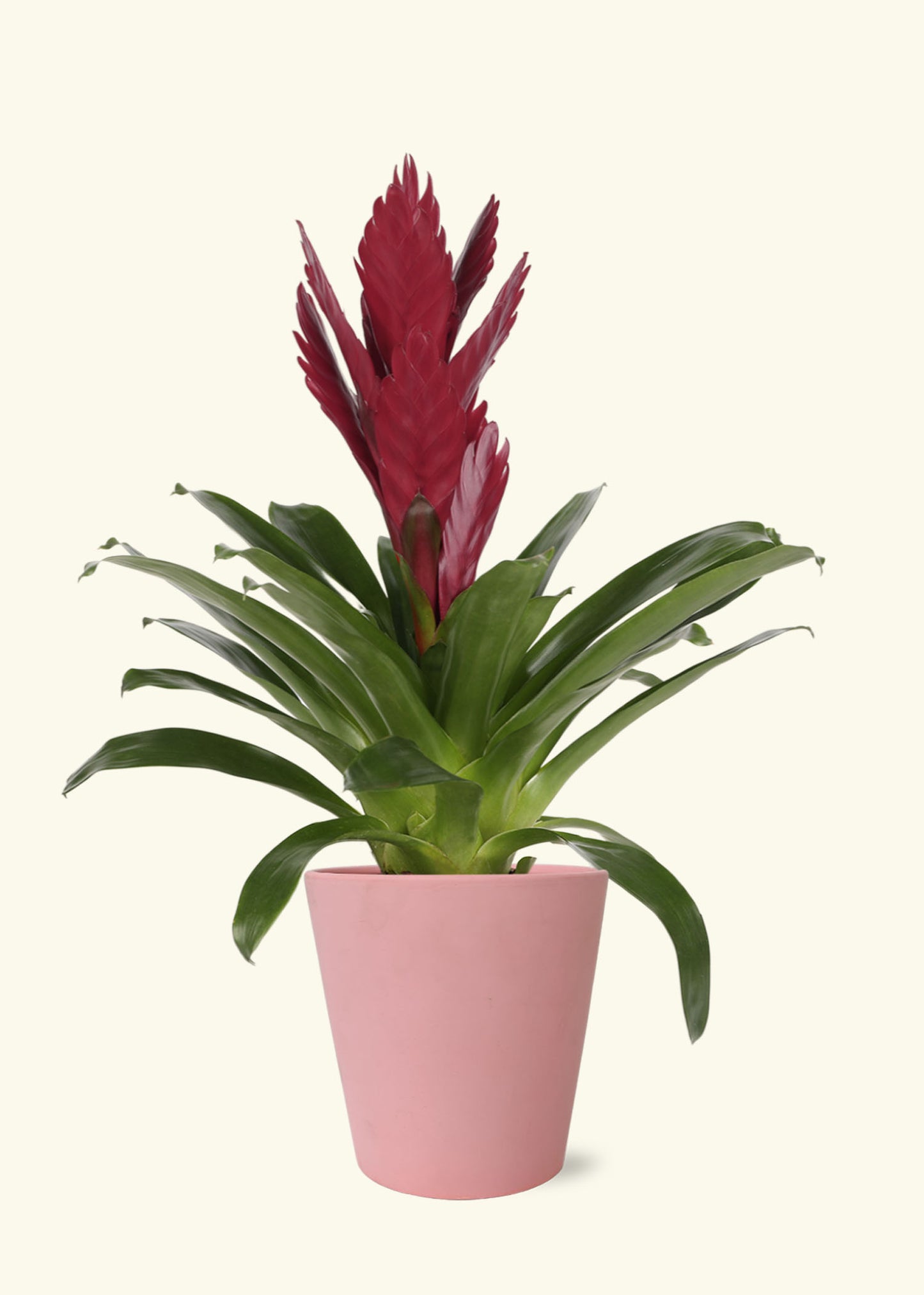 Small Burgundy Bromeliad in a pink jane matte ceramic grow pot.