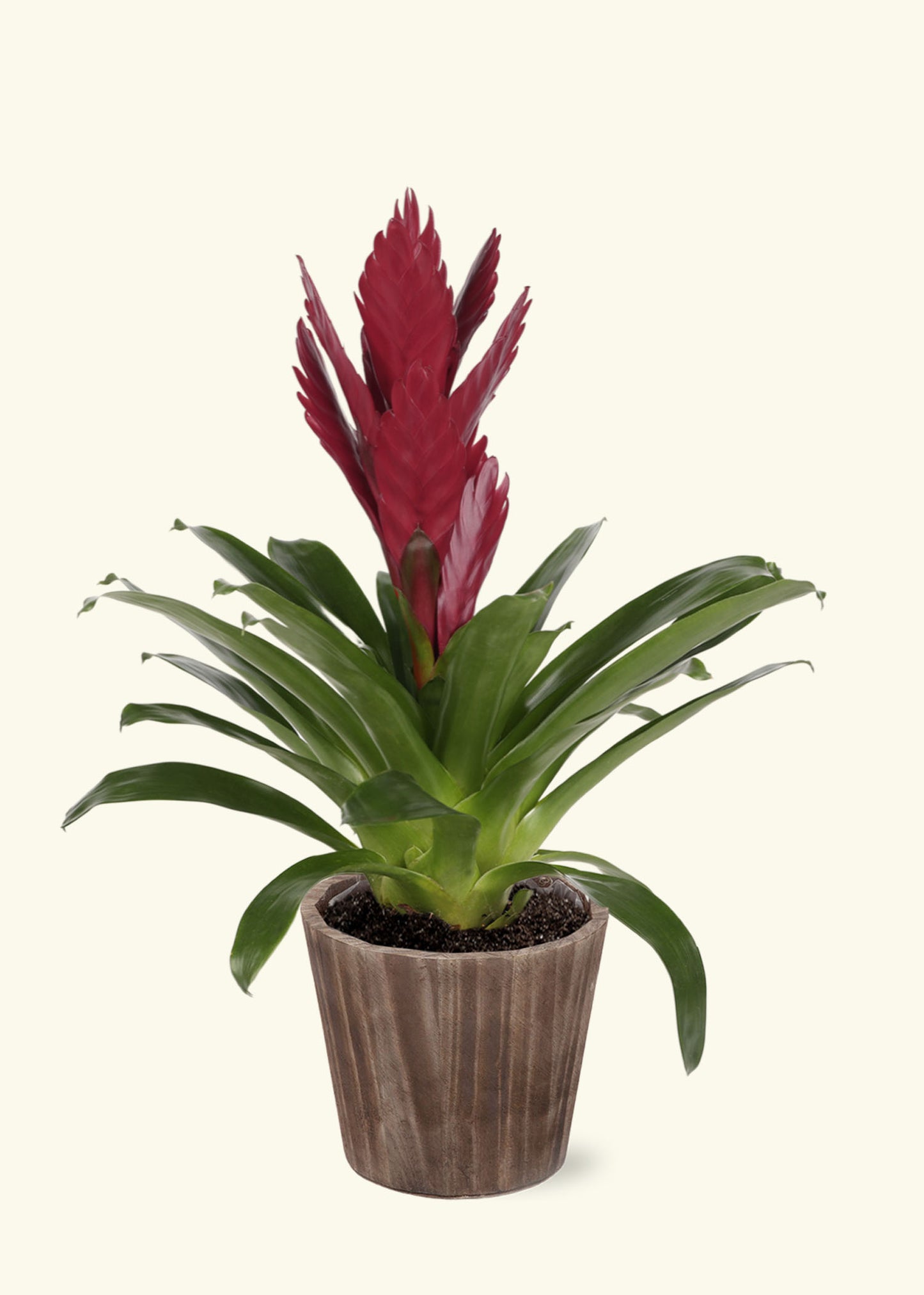 Small Burgundy Bromeliad in a brown wilson wood grow pot.