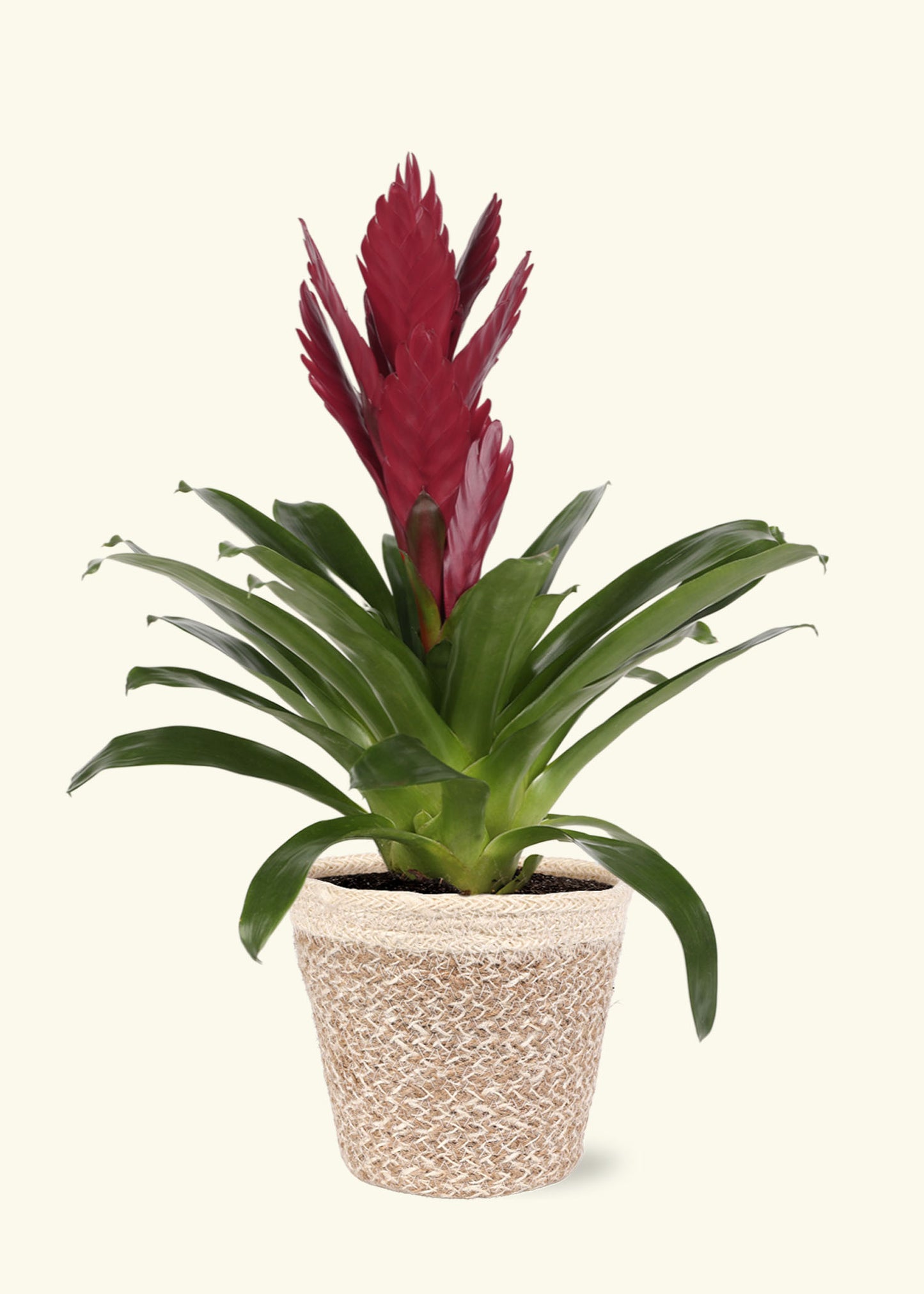 Small Burgundy Bromeliad in a cream ivo jute grow pot.