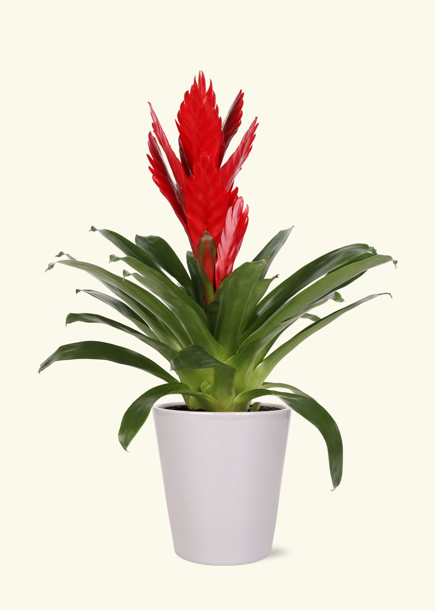 Small Red Bromeliad in a grey quinn ceramic grow pot.