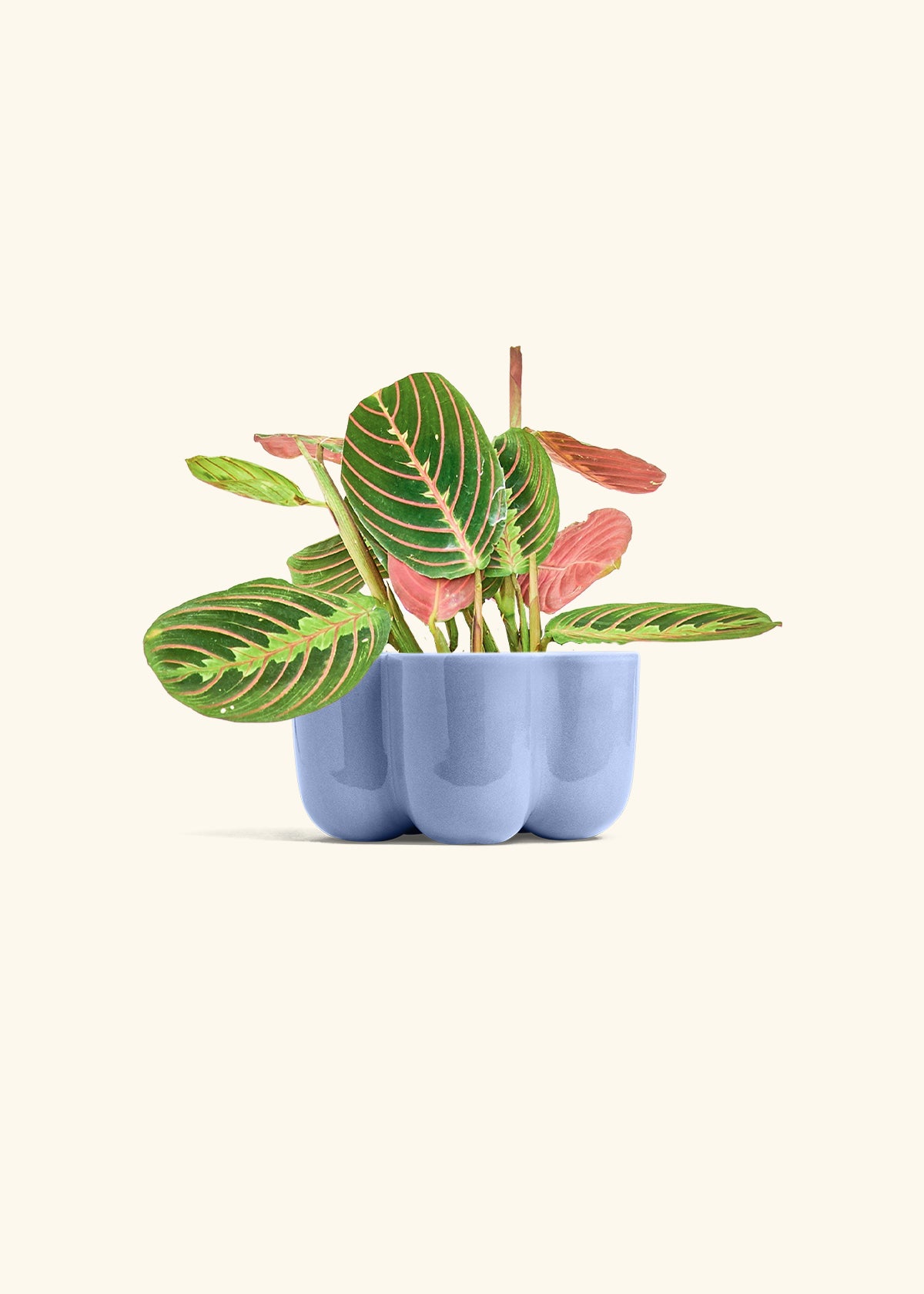 Red Prayer Plant in a 4 inches in a Blue Petal Planter