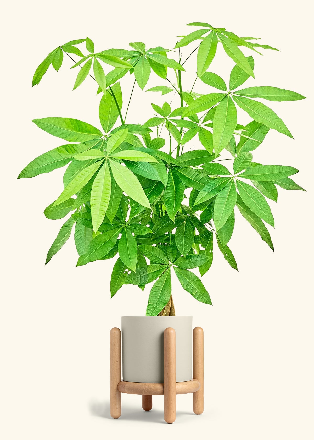 Braided Money Tree in a 10 inches Oat Classic Cylinder Planter in a Beech Wood Stand