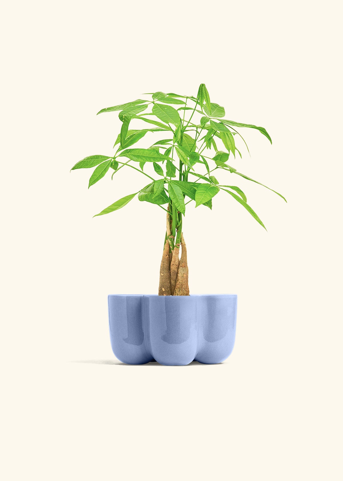 Money Tree in a 4 inches in a Blue Petal Planter