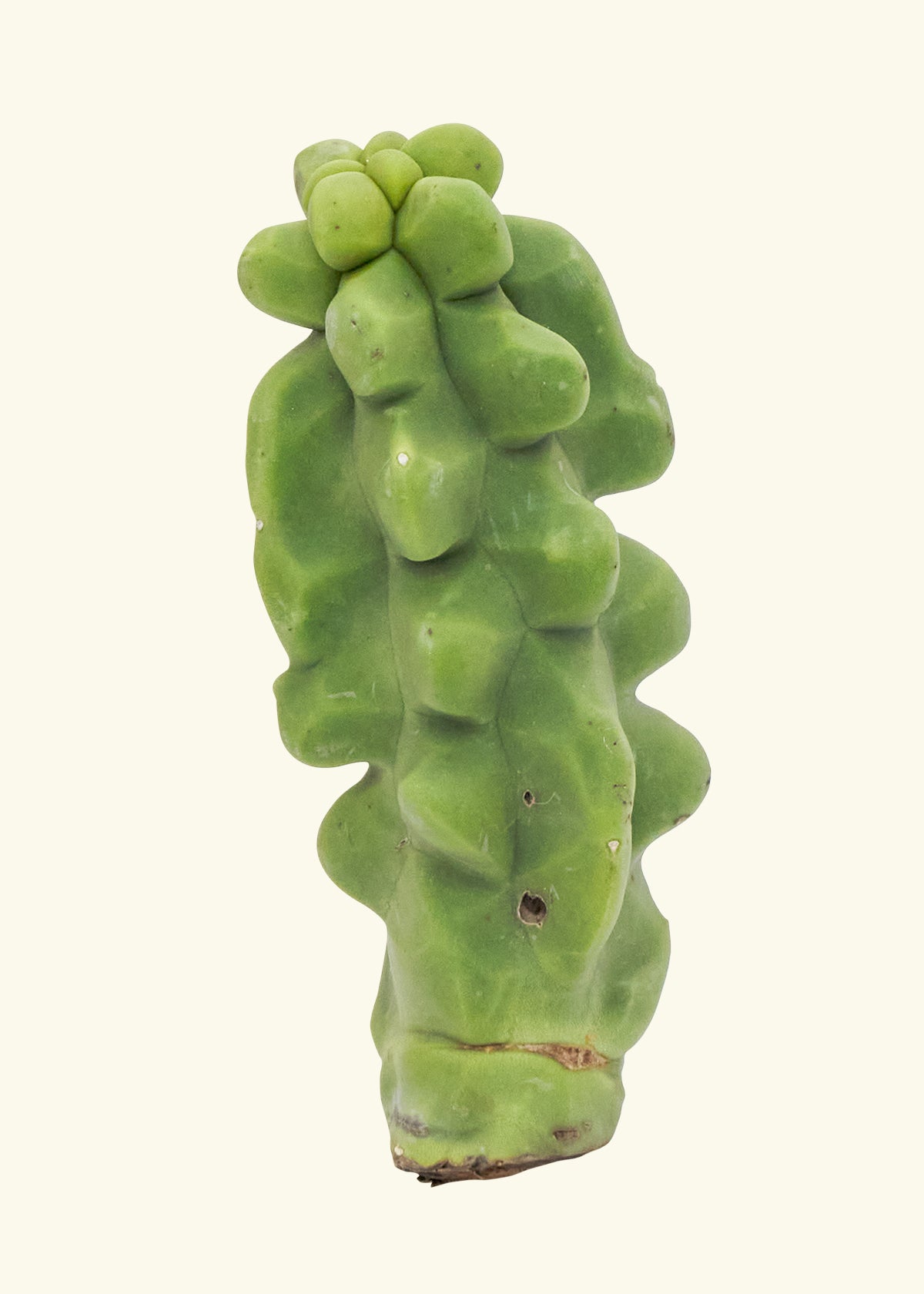 Totem Pole Cactus 0.5 ft
