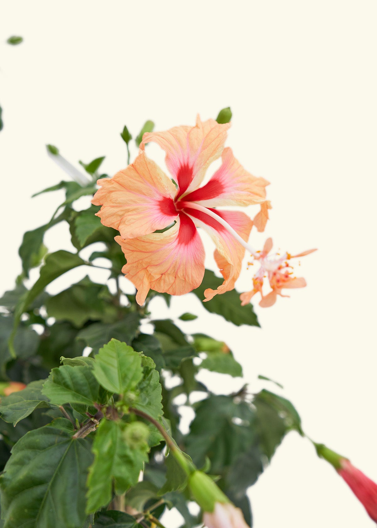 Hibiscus
