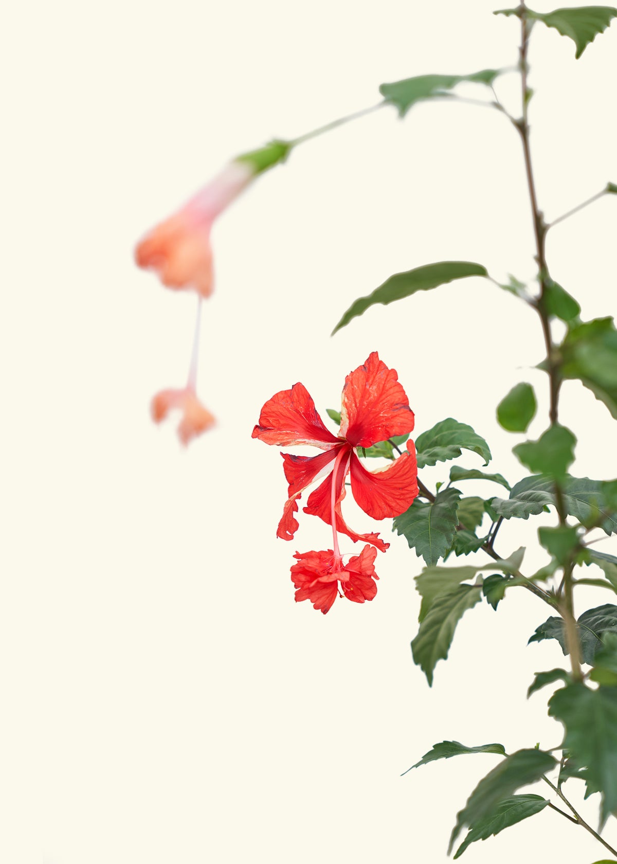 Hibiscus