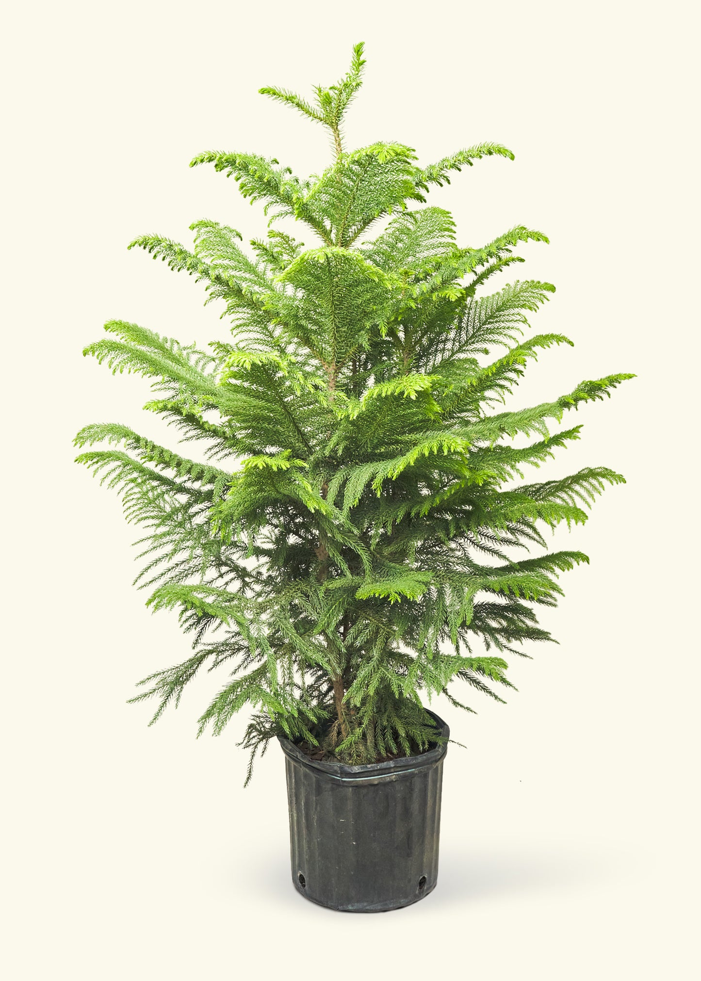 Norfolk Pine, Large