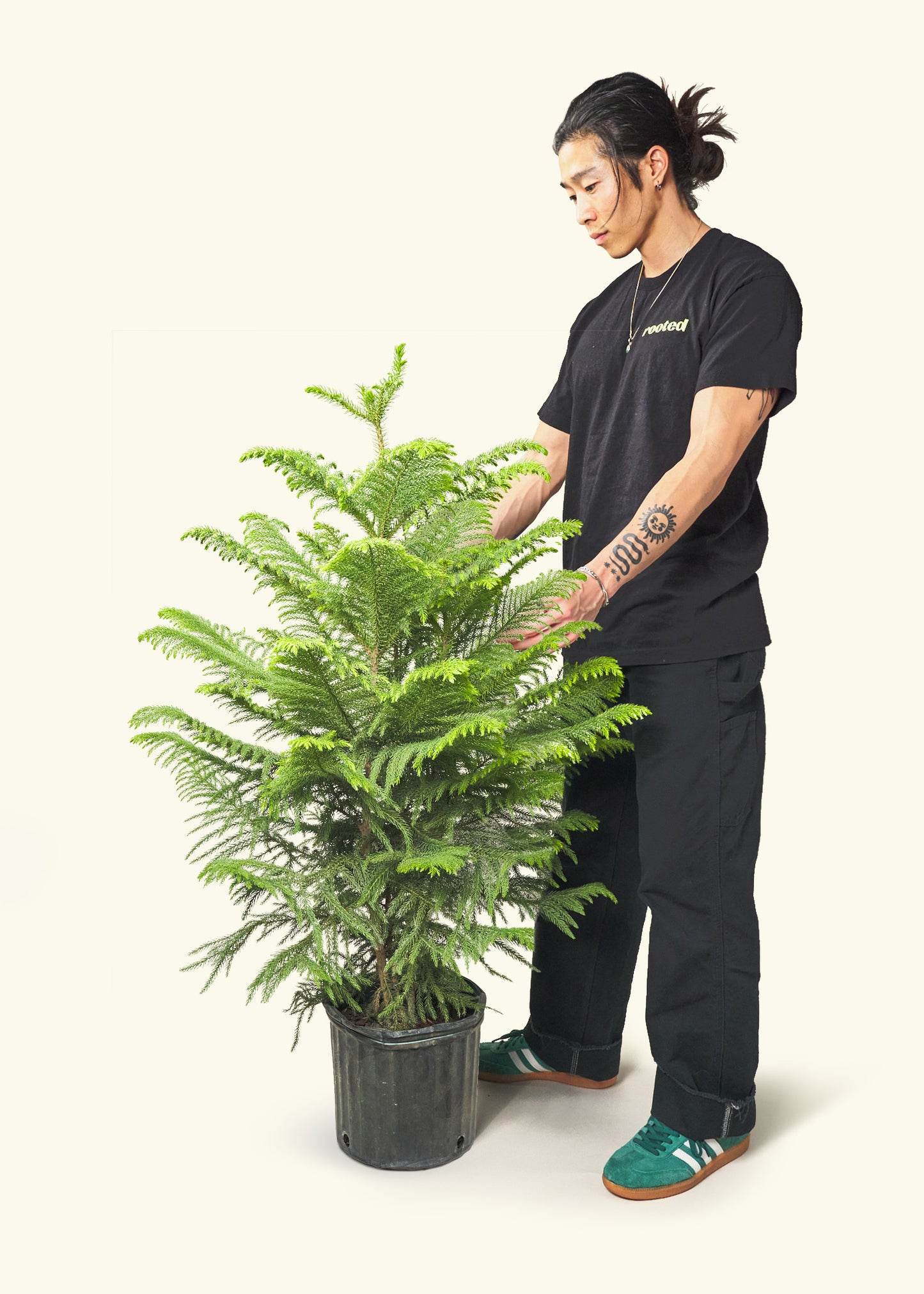 Norfolk Pine in a 10 inches grow pot