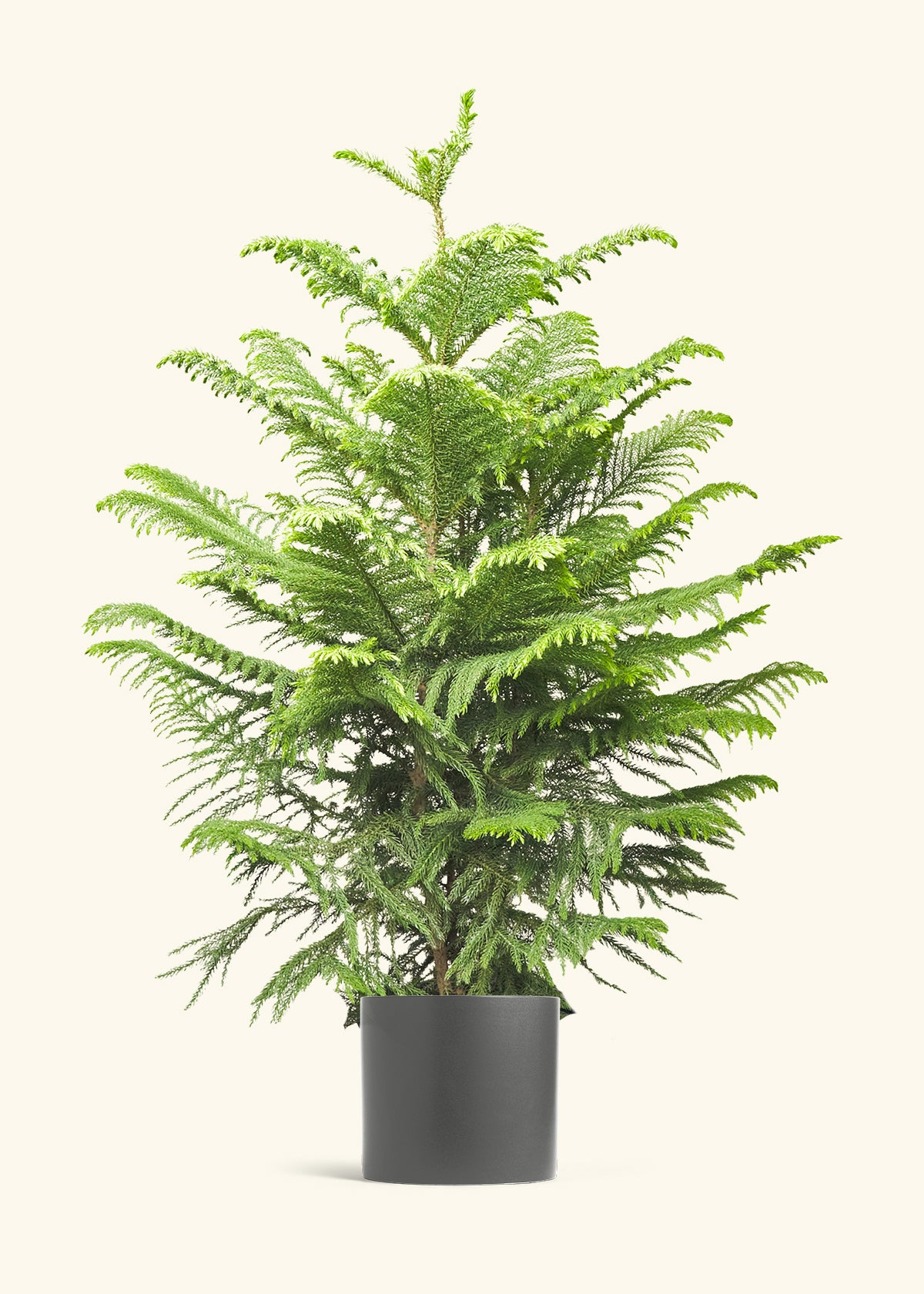 Norfolk Pine in a 10 inches Charcoal Classic Cylinder Planter