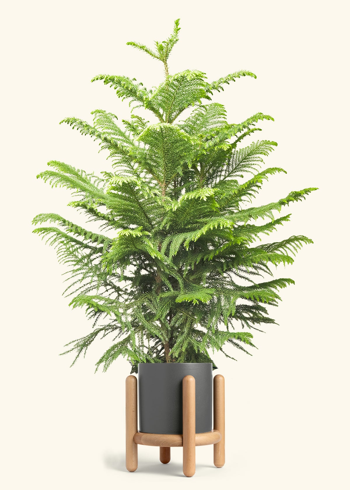 Norfolk Pine in a 10 inches Charcoal Classic Cylinder Planter in a Beech Wood Stand