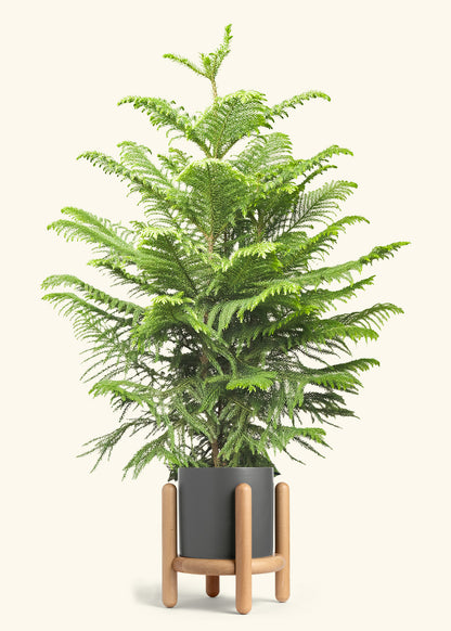Norfolk Pine in a 10 inches Charcoal Classic Cylinder Planter in a Beech Wood Stand
