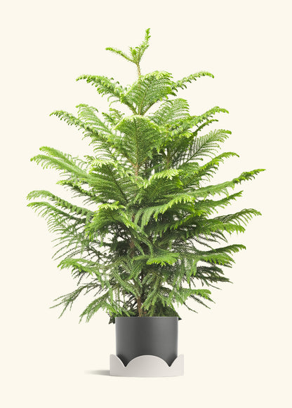 Norfolk Pine in a 10 inches Charcoal Classic Cylinder Planter in a Oat Petal Drip Tray
