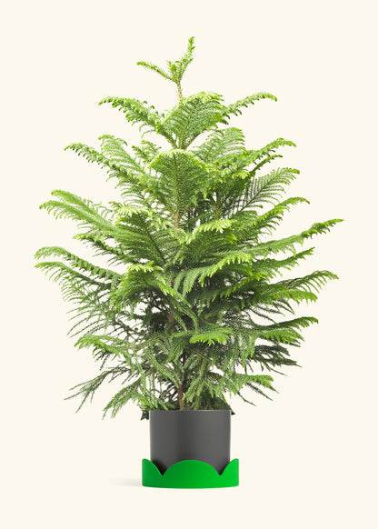 Norfolk Pine in a 10 inches Charcoal Classic Cylinder Planter in a Shamrock Petal Drip Tray