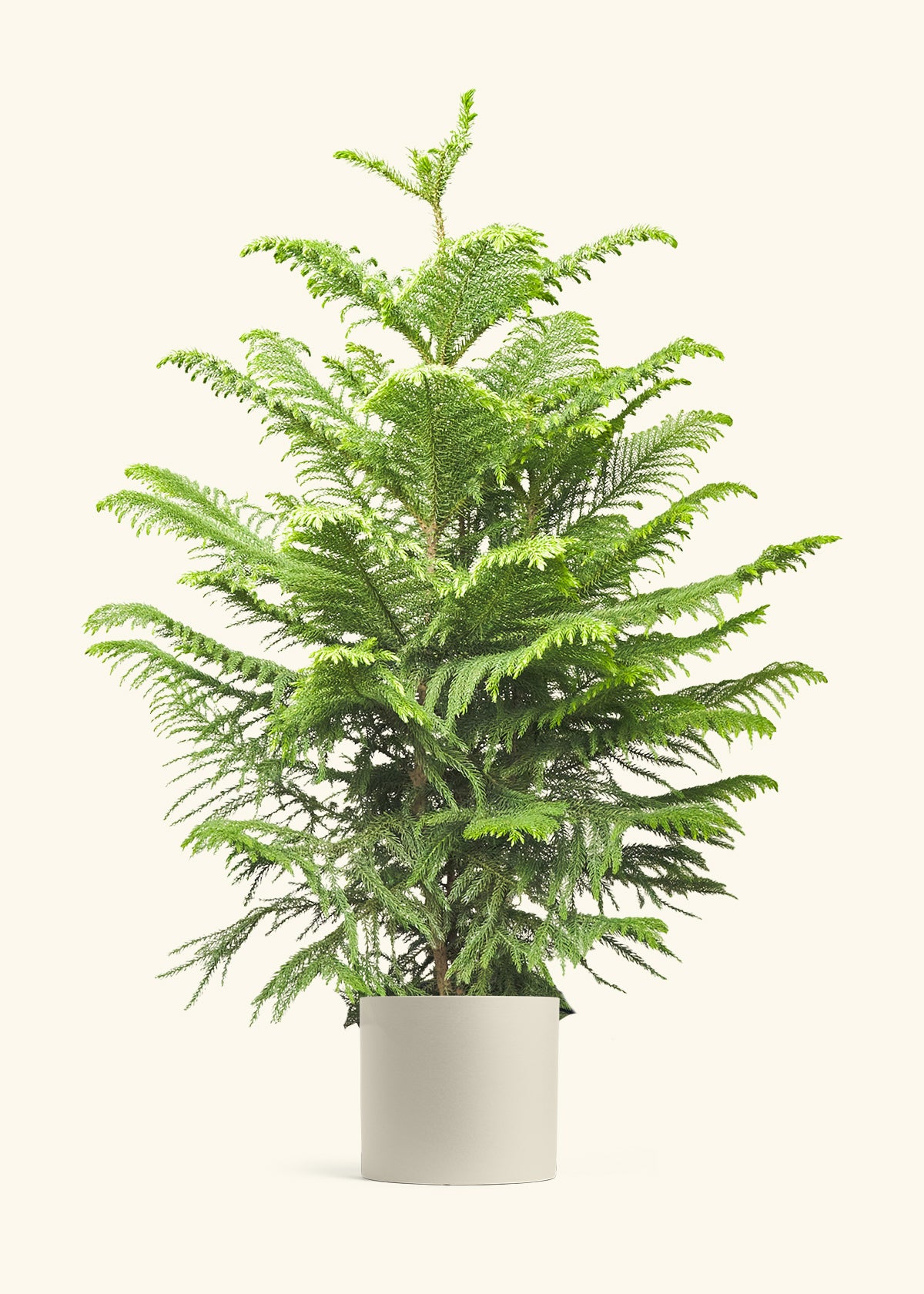 Norfolk Pine in a 10 inches Oat Classic Cylinder Planter
