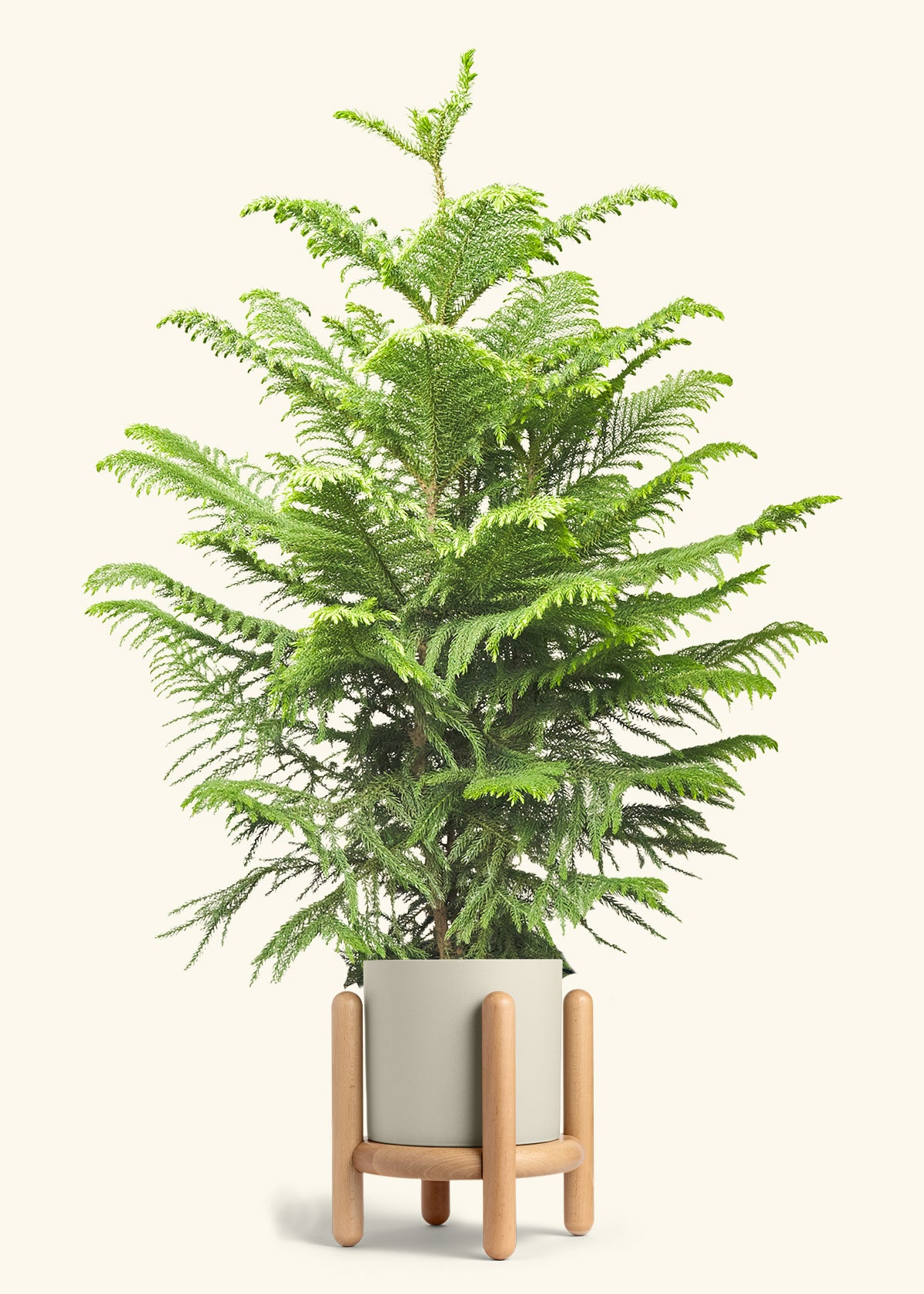 Norfolk Pine in a 10 inches Oat Classic Cylinder Planter in a Beech Wood Stand