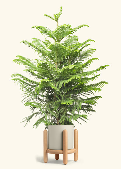 Norfolk Pine in a 10 inches Oat Classic Cylinder Planter in a Beech Wood Stand