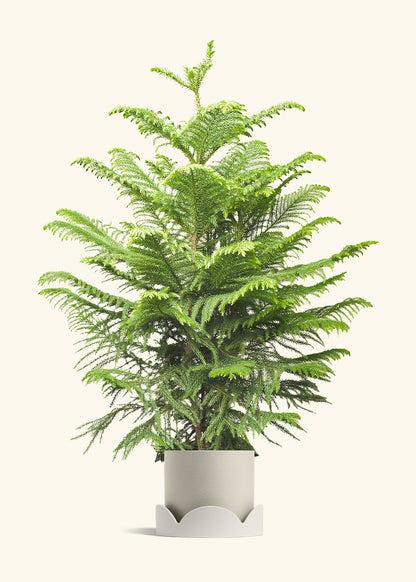 Norfolk Pine in a 10 inches Oat Classic Cylinder Planter in a Oat Petal Drip Tray