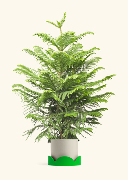 Norfolk Pine in a 10 inches Oat Classic Cylinder Planter in a Shamrock Petal Drip Tray