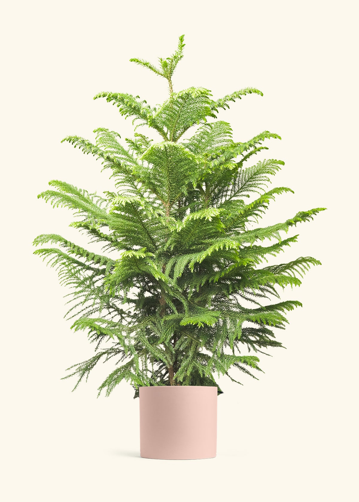 Norfolk Pine in a 10 inches Pink Classic Cylinder Planter
