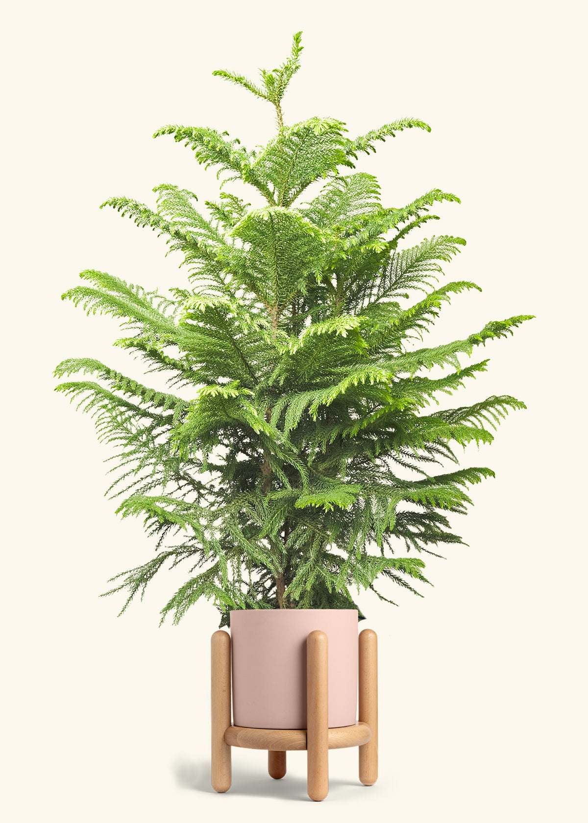 Norfolk Pine in a 10 inches Pink Classic Cylinder Planter in a Beech Wood Stand