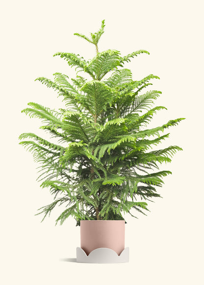 Norfolk Pine in a 10 inches Pink Classic Cylinder Planter in a Oat Petal Drip Tray