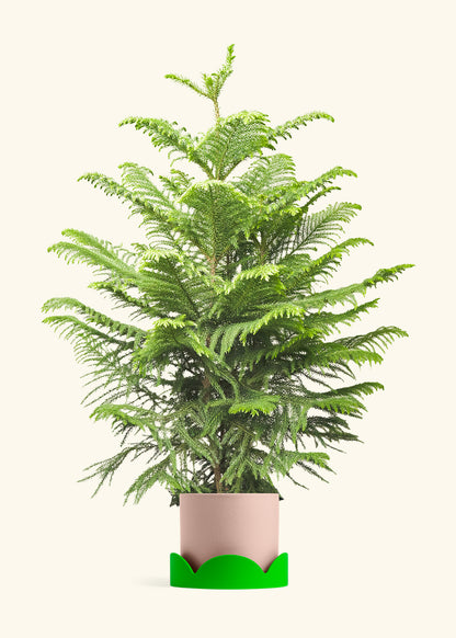 Norfolk Pine in a 10 inches Pink Classic Cylinder Planter in a Shamrock Petal Drip Tray
