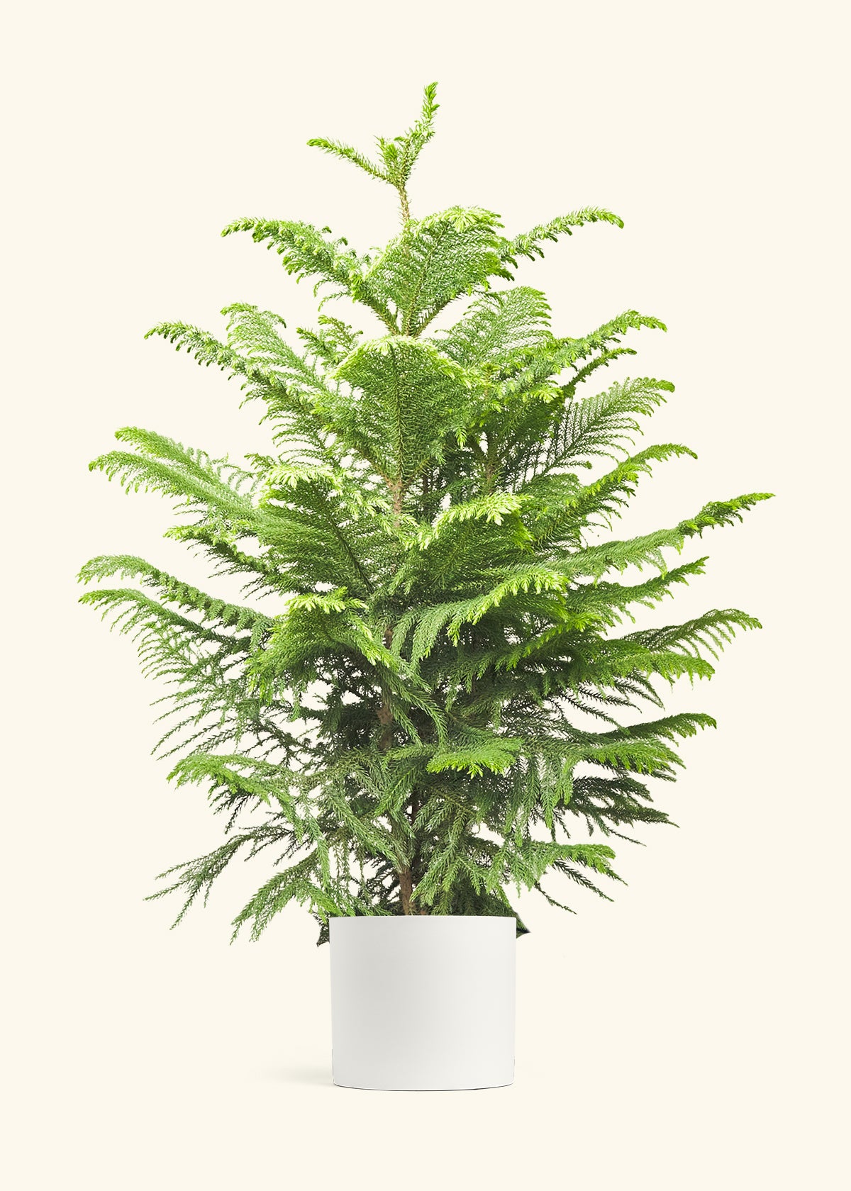 Norfolk Pine in a 10 inches White Classic Cylinder Planter