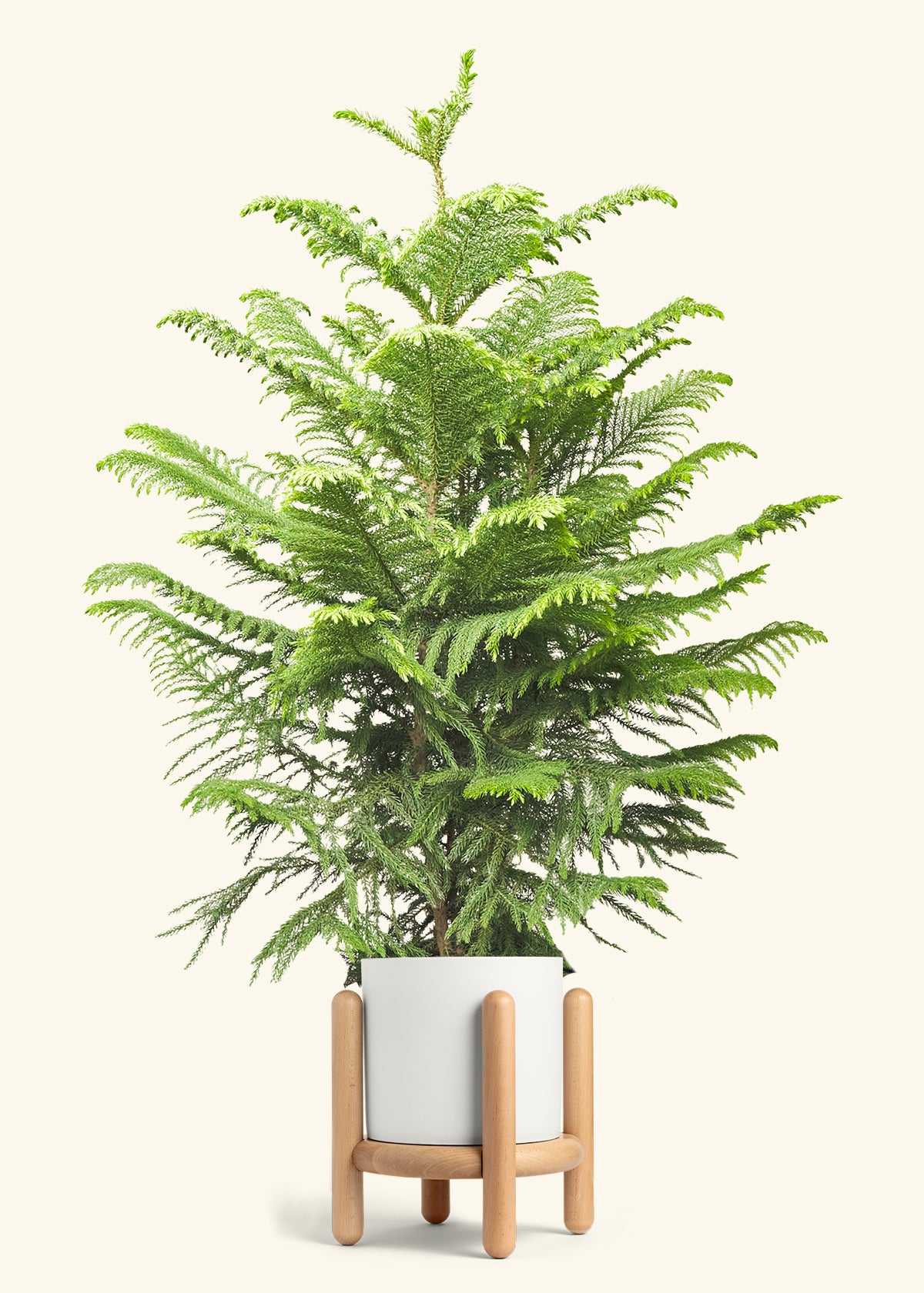 Norfolk Pine in a 10 inches White Classic Cylinder Planter in a Beech Wood Stand