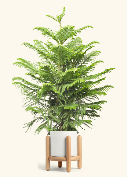 Norfolk Pine in a 10 inches White Classic Cylinder Planter in a Beech Wood Stand