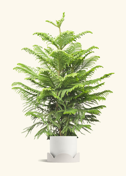 Norfolk Pine in a 10 inches White Classic Cylinder Planter in a Oat Petal Drip Tray