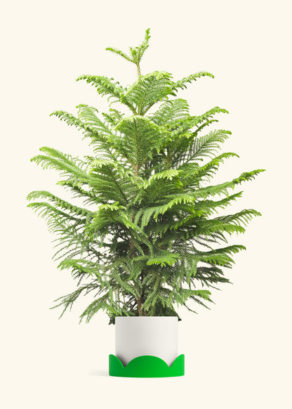 Norfolk Pine in a 10 inches White Classic Cylinder Planter in a Shamrock Petal Drip Tray