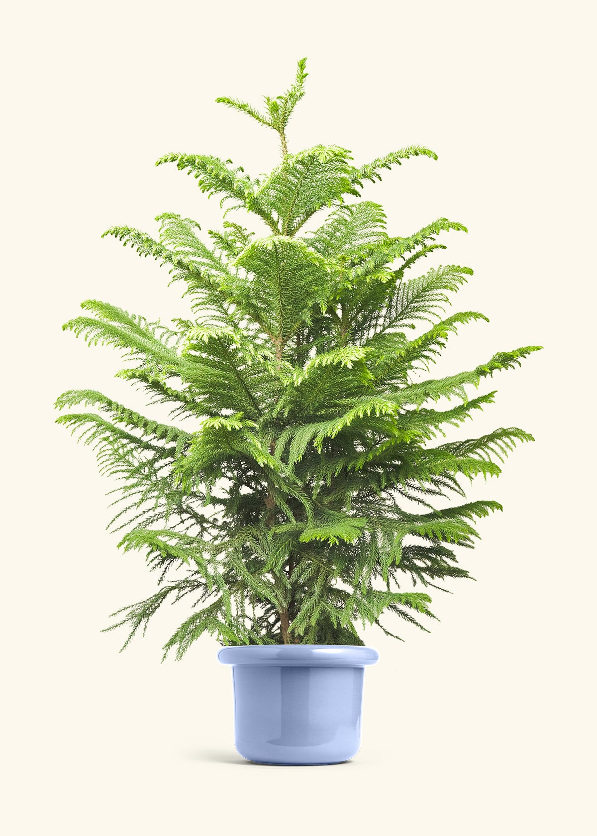 Norfolk Pine in a 10 inches Fat Lip Blue Planter