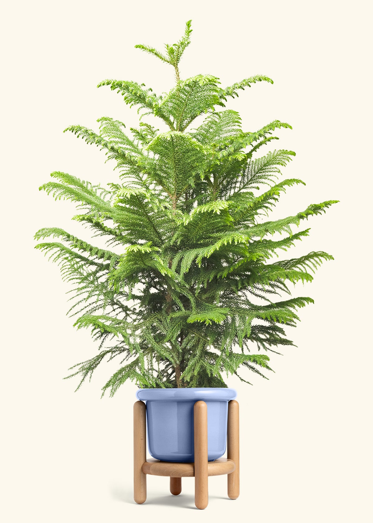 Norfolk Pine in a 10 inches Fat Lip Blue Planter in a Beech Wood Stand