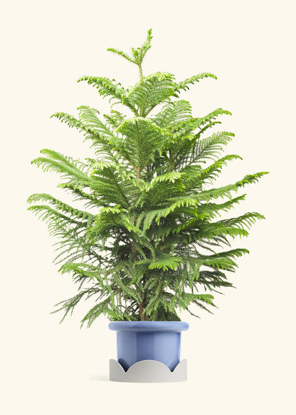 Norfolk Pine in a 10 inches Fat Lip Blue Planter in a Oat Petal Drip Tray