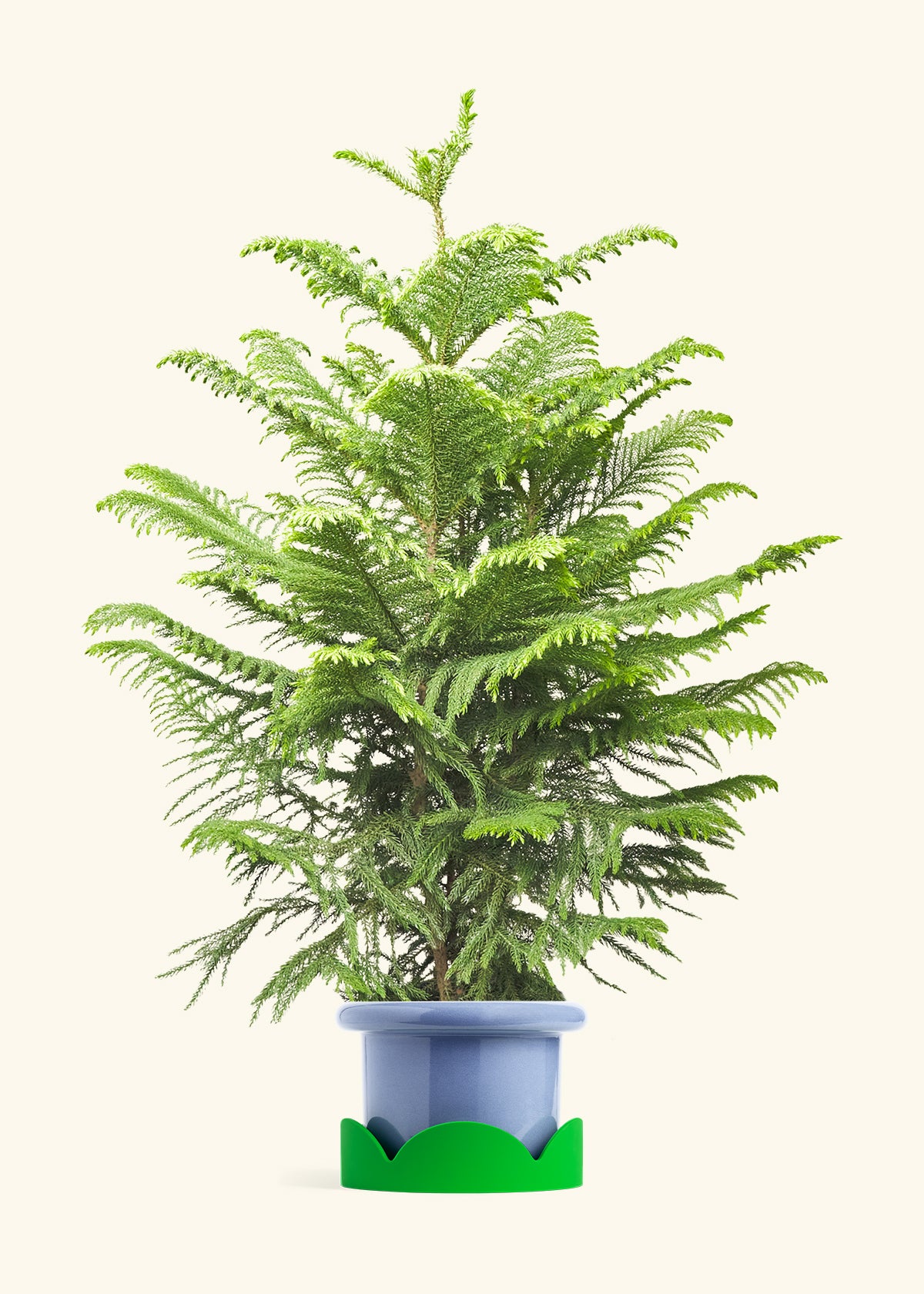 Norfolk Pine in a 10 inches Fat Lip Blue Planter in a Shamrock Petal Drip Tray
