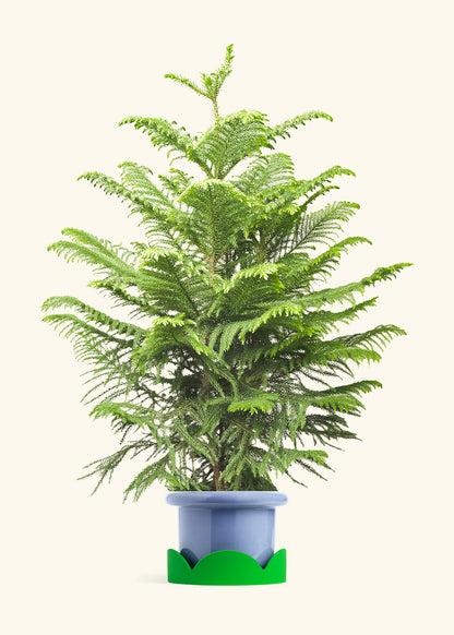 Norfolk Pine in a 10 inches Fat Lip Blue Planter in a Shamrock Petal Drip Tray