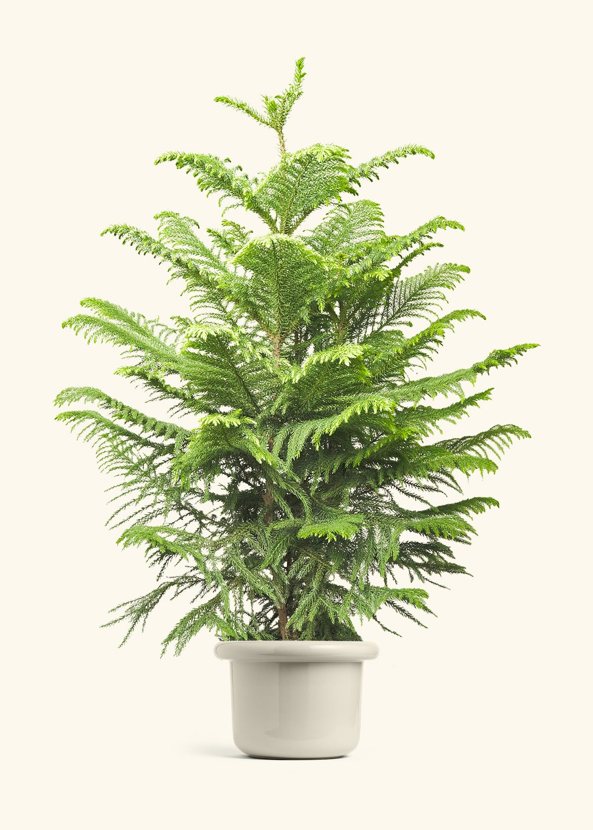 Norfolk Pine in a 10 inches Fat Lip Oat Planter