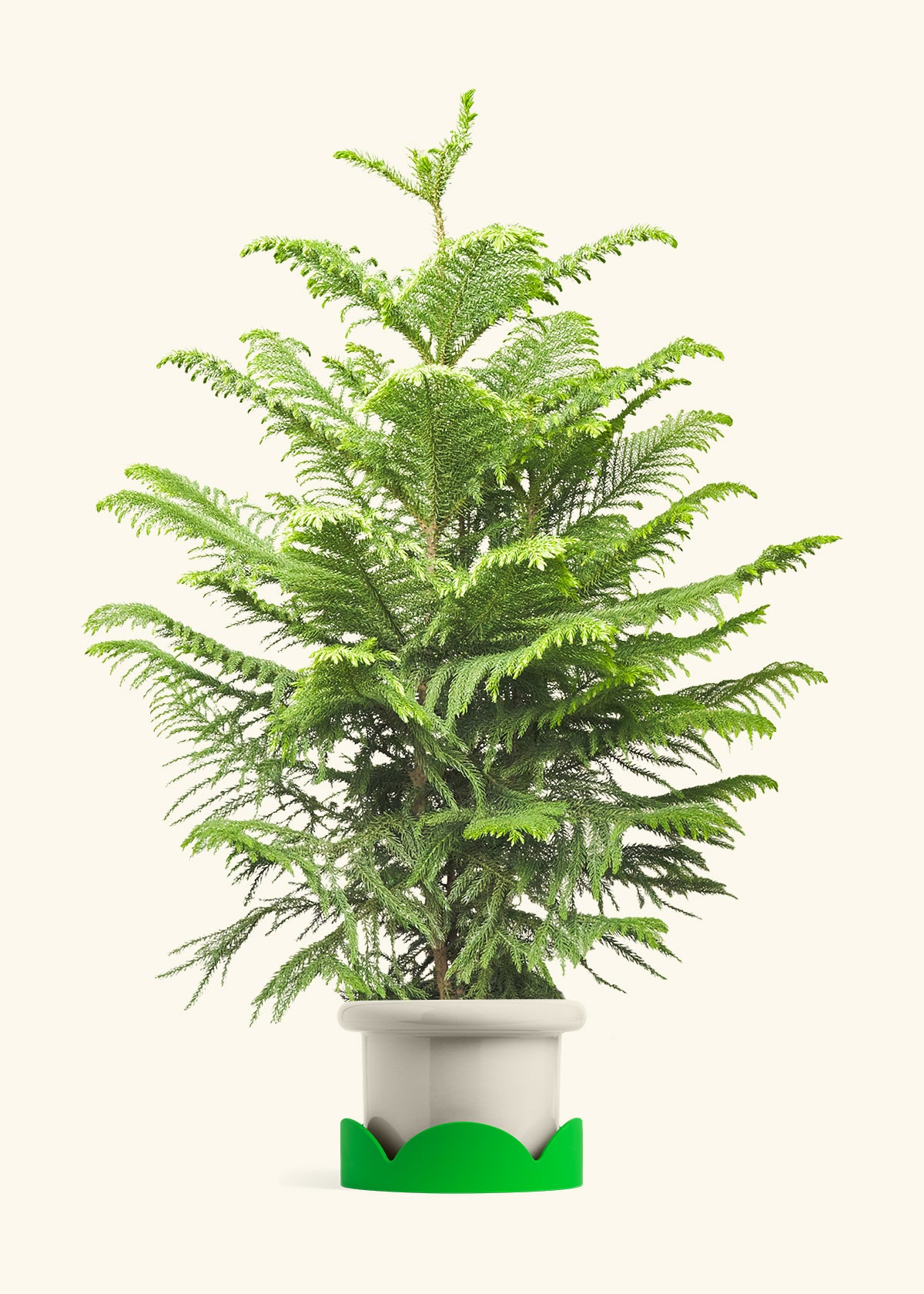 Norfolk Pine in a 10 inches Fat Lip Oat Planter in a Shamrock Petal Drip Tray