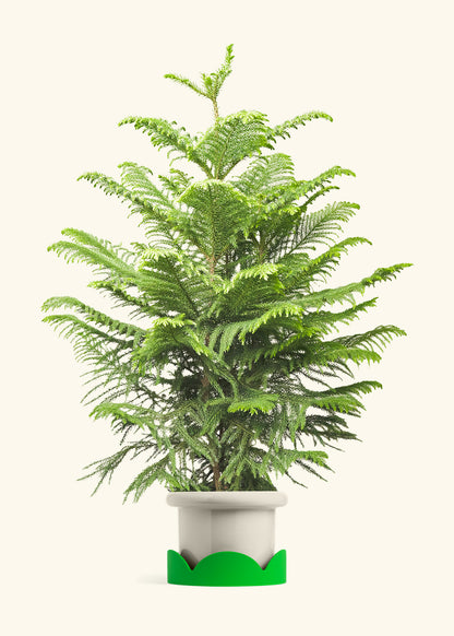Norfolk Pine in a 10 inches Fat Lip Oat Planter in a Shamrock Petal Drip Tray