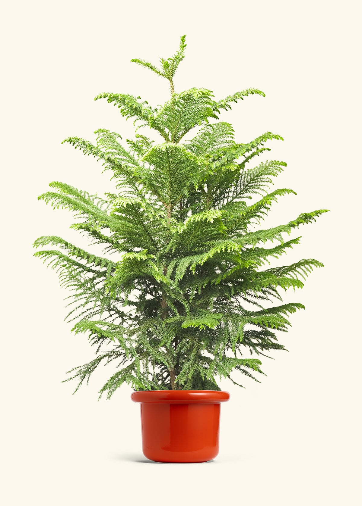 Norfolk Pine in a 10 inches Fat Lip Red Planter