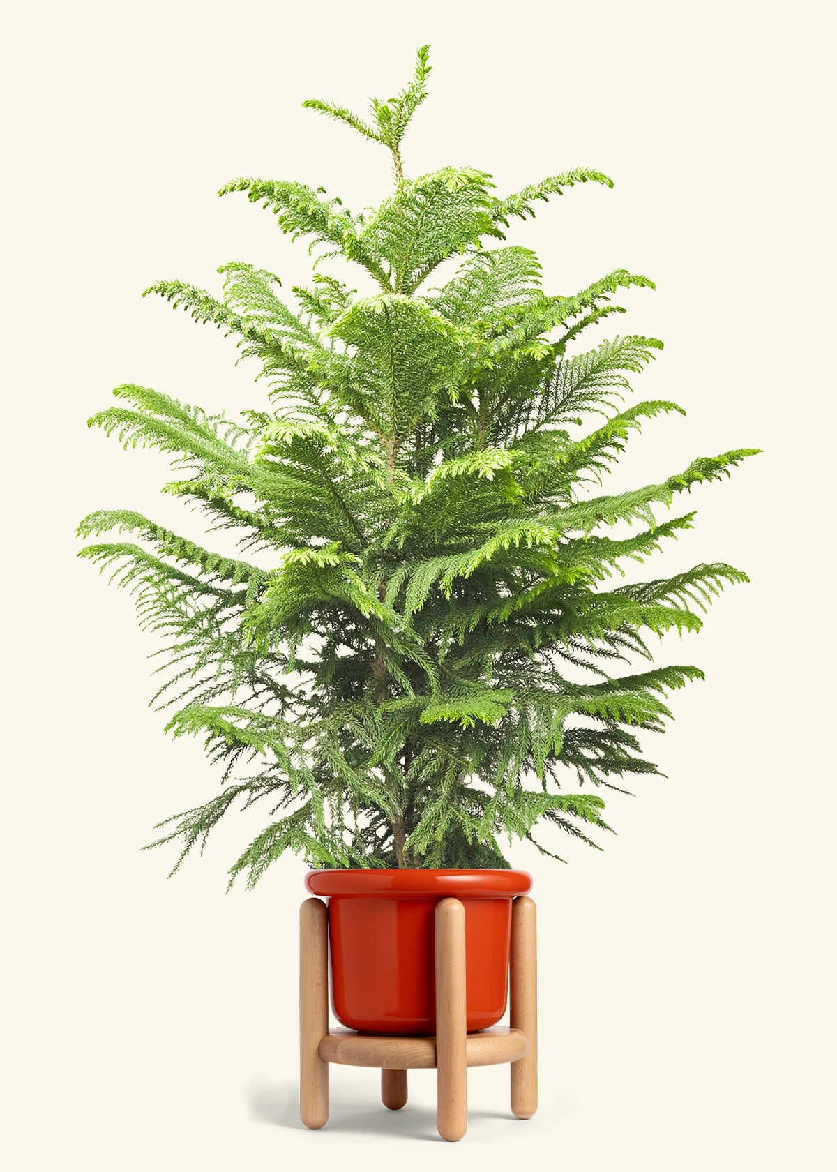 Norfolk Pine in a 10 inches Fat Lip Red Planter in a Beech Wood Stand