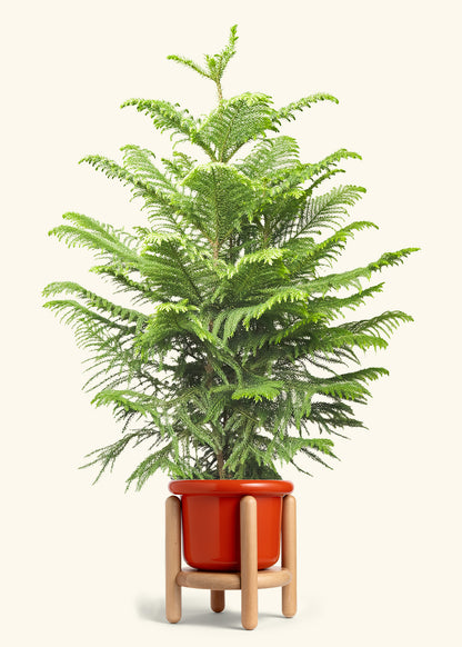 Norfolk Pine in a 10 inches Fat Lip Red Planter in a Beech Wood Stand