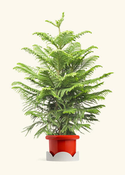 Norfolk Pine in a 10 inches Fat Lip Red Planter in a Oat Petal Drip Tray