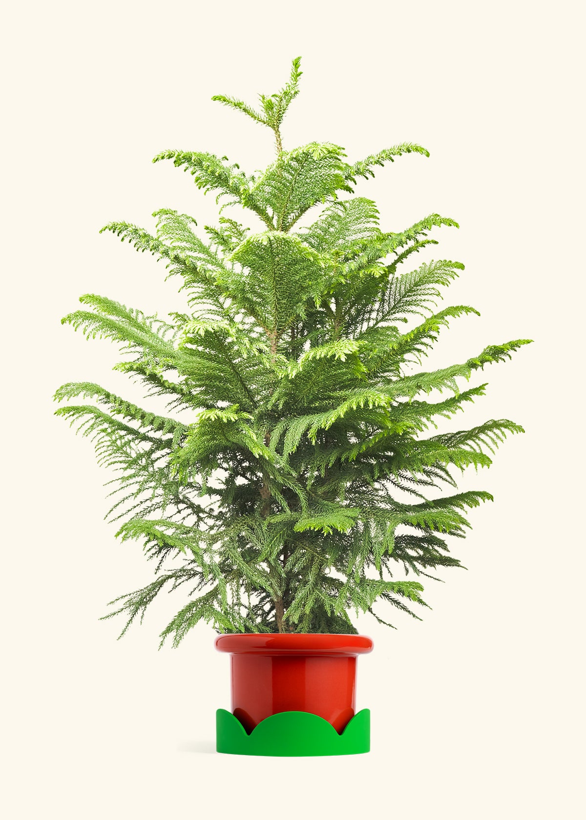 Norfolk Pine in a 10 inches Fat Lip Red Planter in a Shamrock Petal Drip Tray